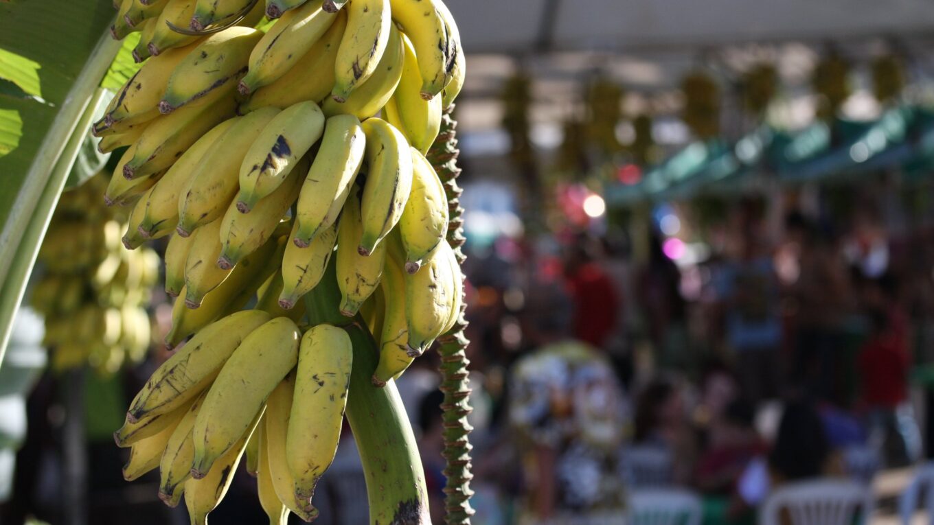 CULTURA E TURISMO: ESTÁ CHEGANDO O 13º FESTIVAL DA BANANA DE SABARÁ