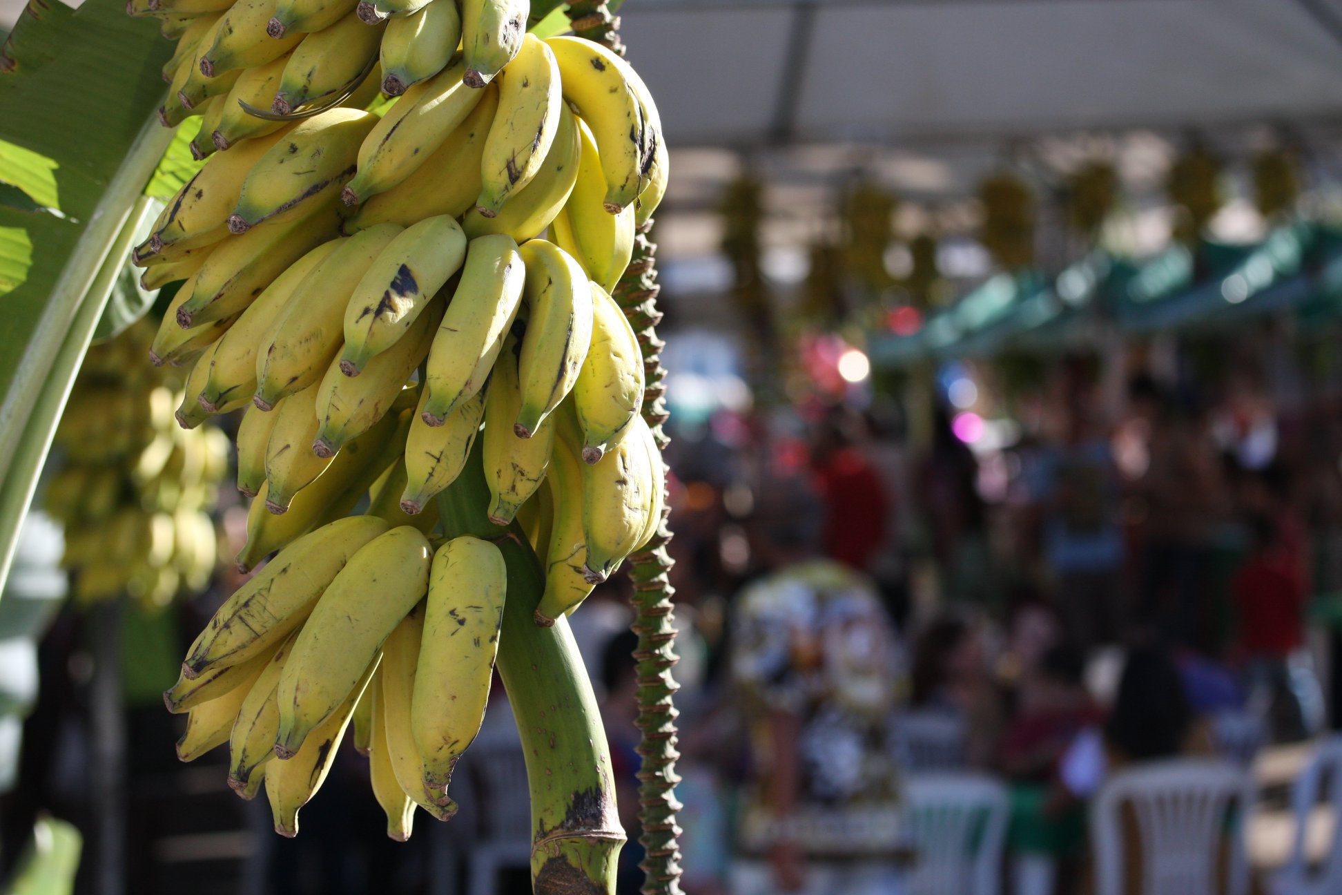 CULTURA E TURISMO: ESTÁ CHEGANDO O 13º FESTIVAL DA BANANA DE SABARÁ