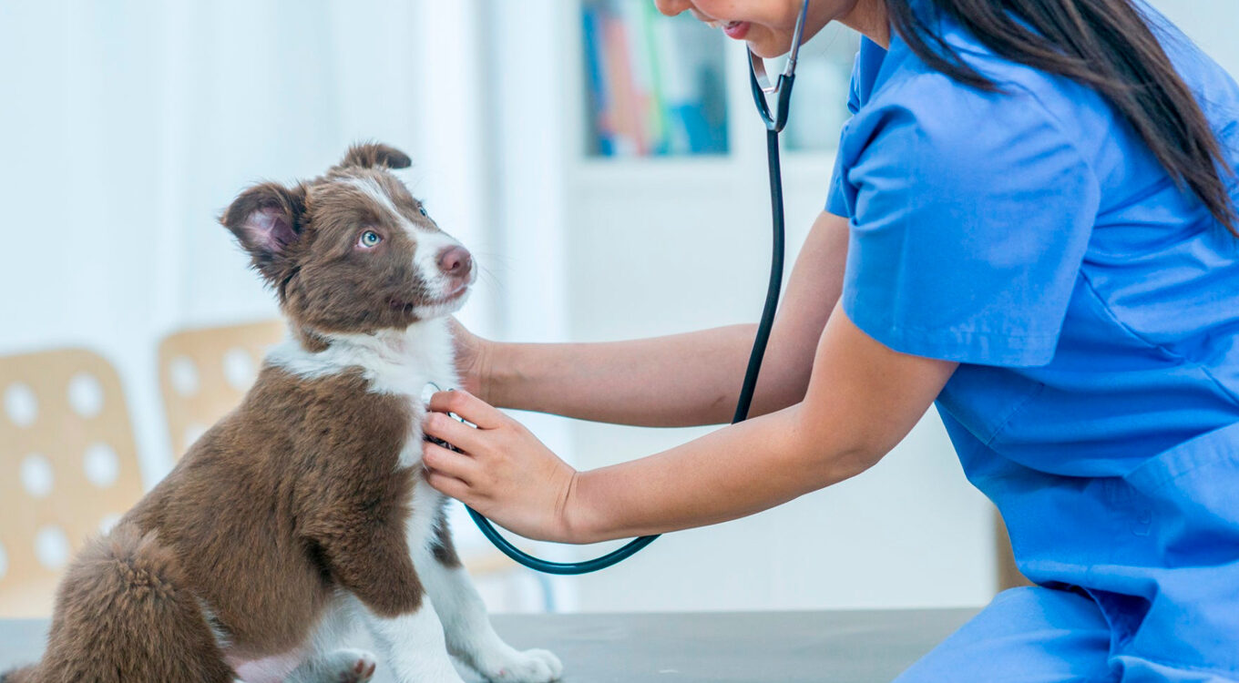 Vaga de Emprego para Veterinário em Sabará - MG