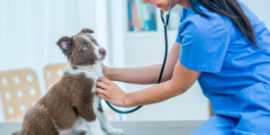 Vaga de Emprego para Veterinário em Sabará - MG