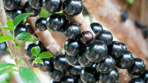 39º Festival da Jabuticaba de Sabará começa nesta quinta com gastronomia, cultura e atrações para toda a família